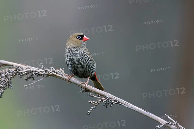Beautiful Firetail (Stagonopleura bella) perched on a branch, Victoria, Australia