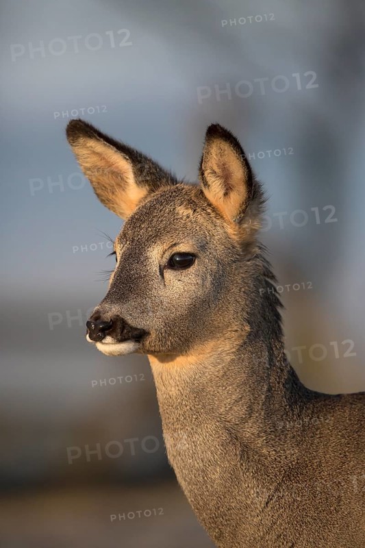 Portrait of a female Roe Deer, Roe deer doe (Capreolus capreolus) in first morning light. Some green vegetation in the distant background