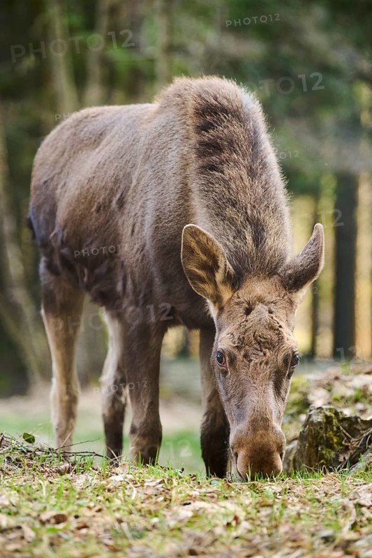 Elk (Alces alces) standing on a meadow on the edge of a forest, Bavaria, Germany