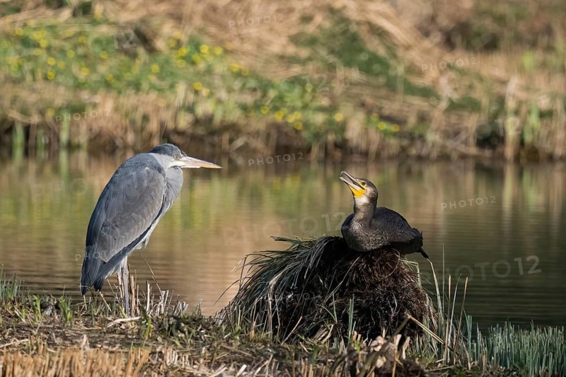 A grey heron (Ardea cinerea) and a cormorant (Phalacrocorax carbo) resting at a pond in spring, Hesse, Germany