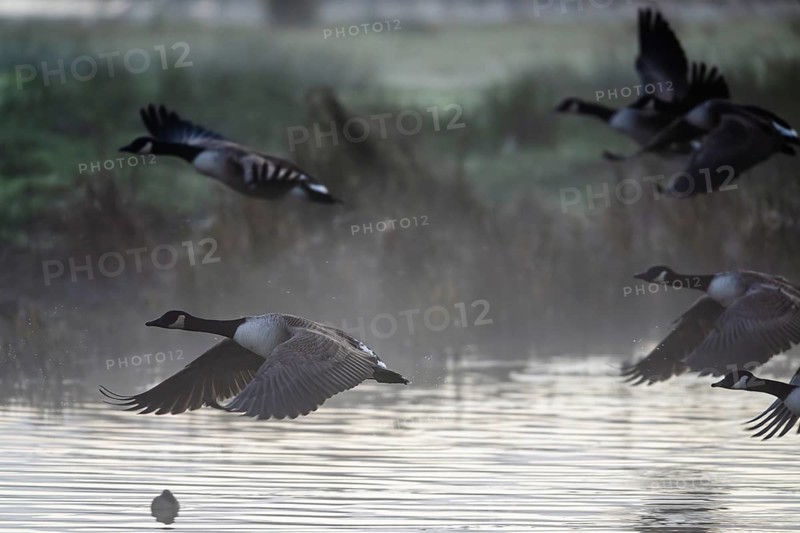 Canada Goose, Branta Canadensis, birds in flight over marshes, Devon, England, United Kingdom
