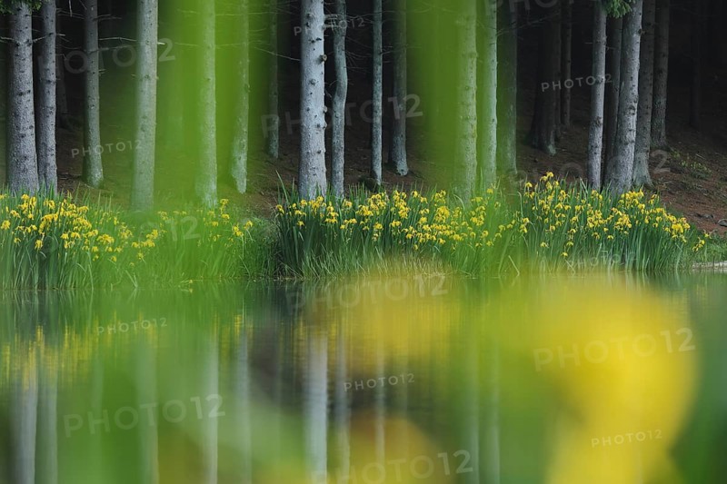 Rothsee with marsh irises (Iris pseudacorus) on the shore and dark forest with tree trunks, forest edge, depth of field, UNESCO, biosphere reserve, Hochrhönstraße, nature photography, Rothsee, Rhön, Bavaria, Germany