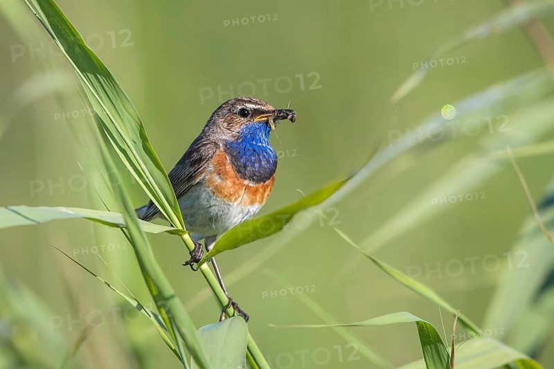 Bluethroat (Luscinia svecica cyanecula) male perched in reedbed with insect prey in beak, Mecklenburg-Western Pomarania, Germany