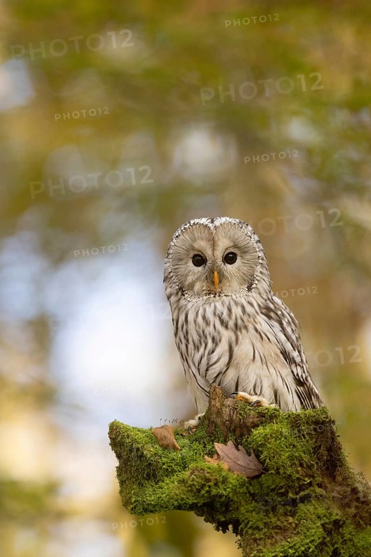 Ural Owl (Strix uralensis) captive, Baden-Wuerttemberg, Germany