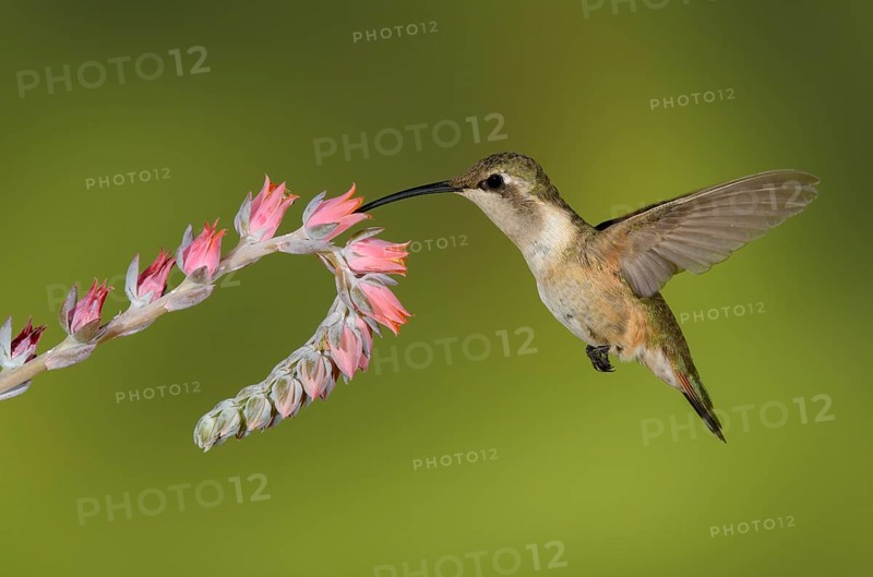 Lucifer Sheartail (Calothorax lucifer) female feeding on flower nectar, Texas, USA