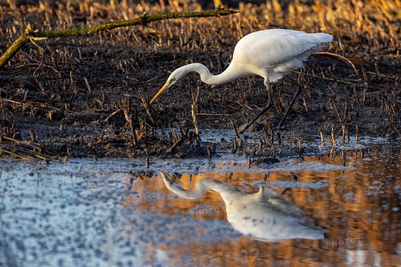Great White Egret (Egretta alba) Germany