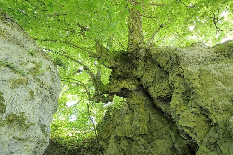 Gnarled lime tree as a natural monument, rock formation, limestones, view from below, rustic tree root, crib and hielöcher, Berkatal, Frau-Holle-Land, Hesse, Germany