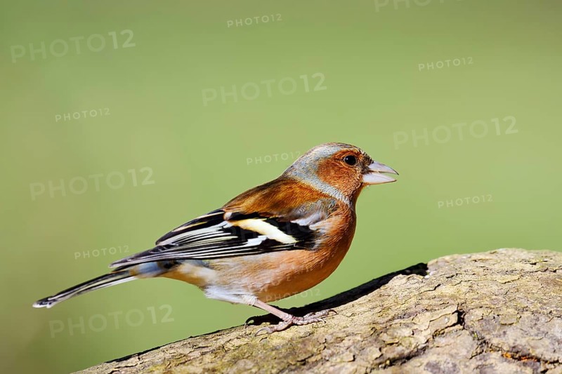 Chaffinch (Fringilla coelebs), male, North Rhine-Westphalia, Germany