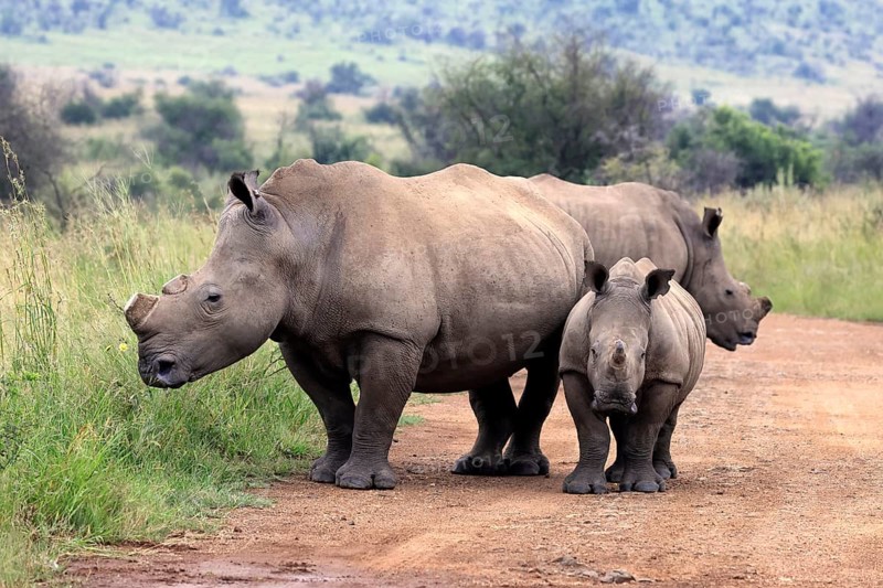 White rhino (Ceratotherium simum), white rhino, adult, juvenile, foraging, group, dehorned, Pilanesberg National Park, North West Province, South Africa, Africa, Germany