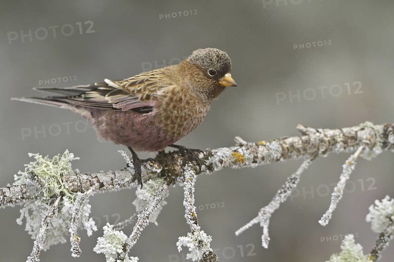 Brown-capped Rosy Finch (Leucosticte australis), New Mexico, USA