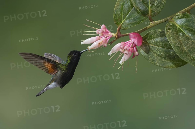 Black-bellied Hummingbird (Eupherusa nigriventris), Costa Rica