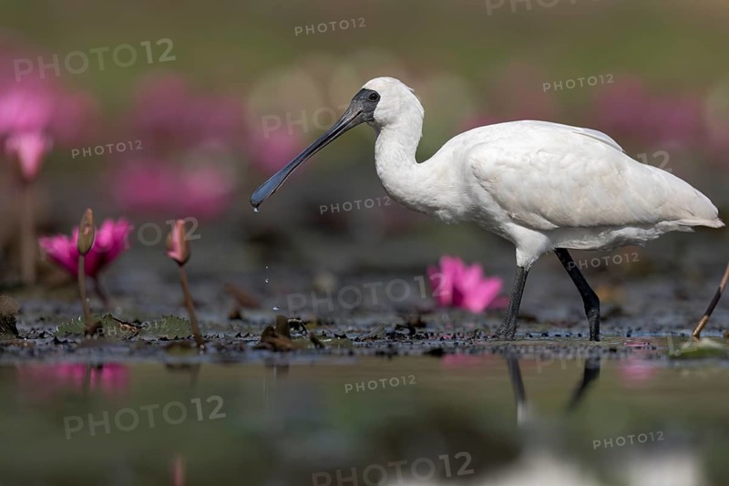 Royal Spoonbill (Platalea regia) in a wetland area in Papua New Guinea