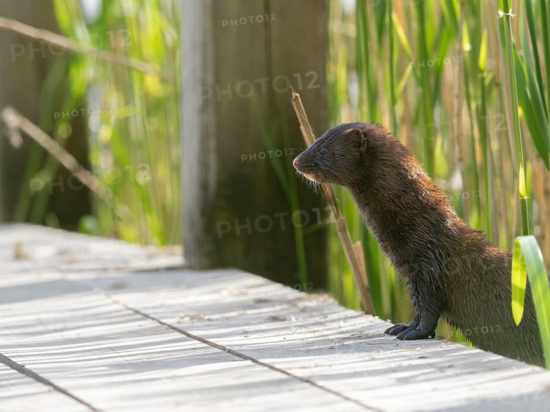 A curious mink