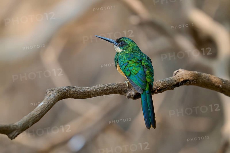A small green bird sitting on a branch in a natural environment, Rufous-tailed jacamar (Galbula ruficauda), Pantanal, Mato Grosso, Brazil