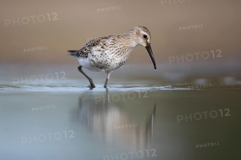 Dunlin (Calidris alpina) foraging, Mecklenburg-Western Pomerania, Germany