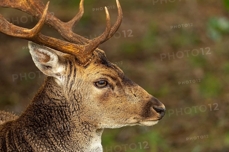 Fallow deer (dama dama), male, deer, Zandvoort, North Holland, Netherlands