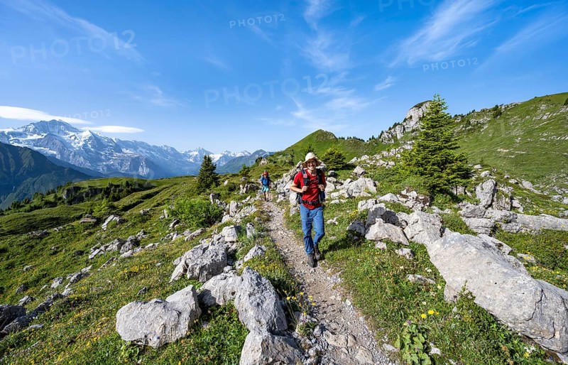 Hikers on a hiking trail on the Schynige Platte, picturesque mountain landscape, mountain panorama with peaks Eiger, Mönch and Jungfrau, Bernese Alps, Bernese Oberland, Switzerland
