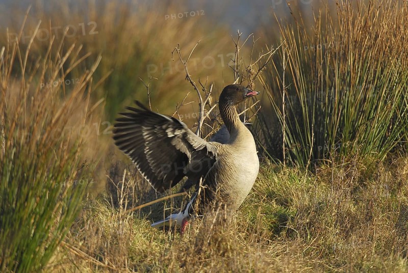 Pink-footed Goose (Anser brachyrhynchus), Schleswig-Holstein, Germany