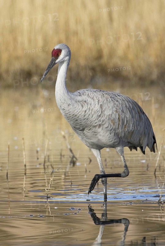 Sandhill Crane (Antigone canadensis), New Mexico, USA