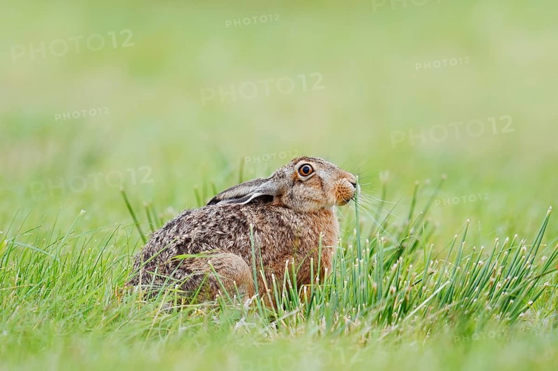 European hare (Lepus europaeus) sitting in a meadow, North Rhine-Westphalia, Germany