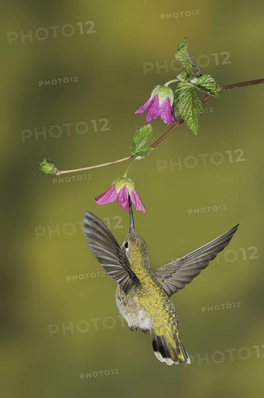 Anna's Hummingbird (Calypte anna), British Columbia, Canada