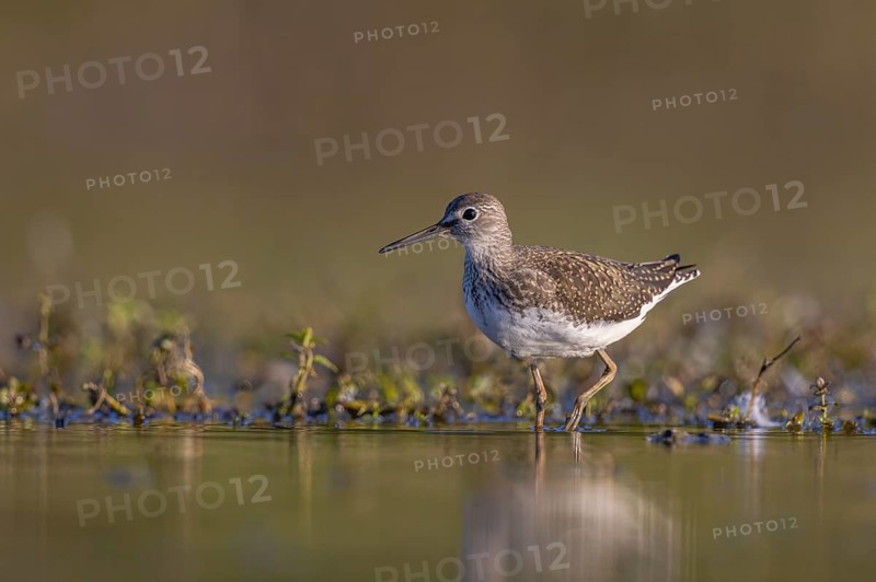 Green Sandpiper (Tringa ochropus) foraging, North Rhine-Westphalia, Germany