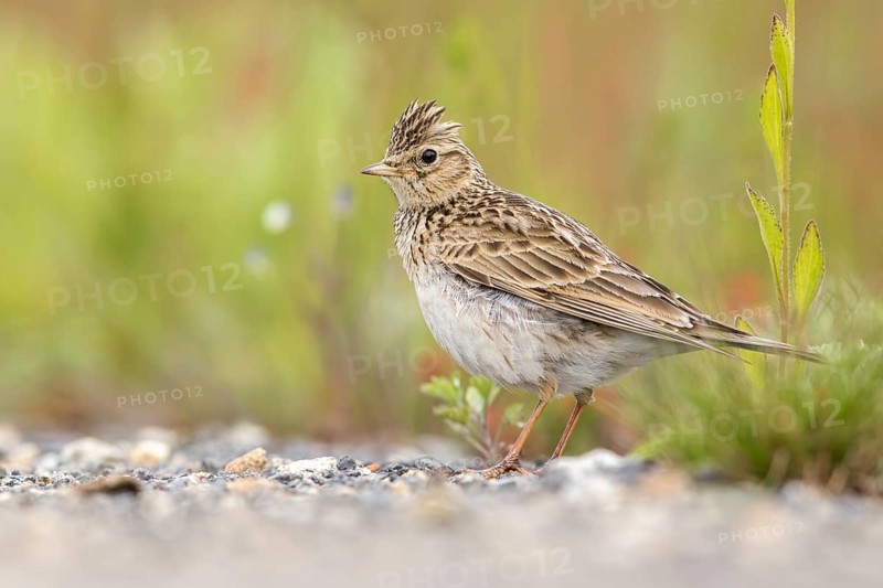 Eurasian Skylark (Alauda arvensis) male perched on the ground, Poland
