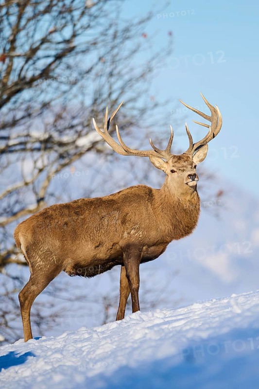 Red deer (Cervus elaphus) stag on a snowy meadow in the mountains in tirol, Kitzbühel, Wildpark Aurach, Austria