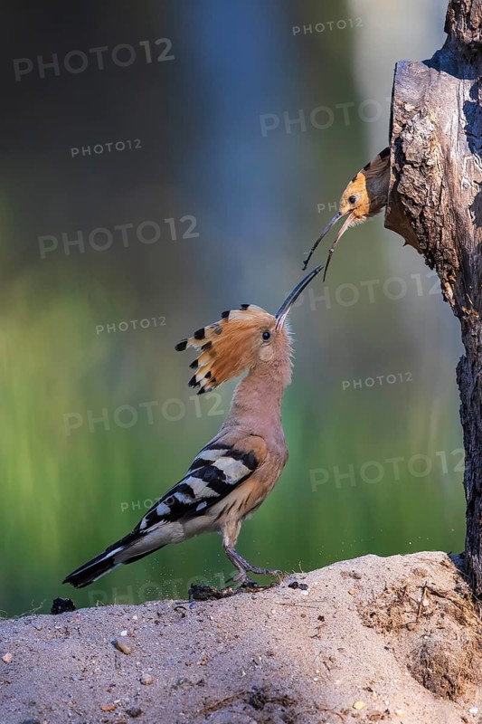 Eurasian Hoopoe (Upupa epops) feeding chick in breeding cavity, Saxony-Anhalt, Germany
