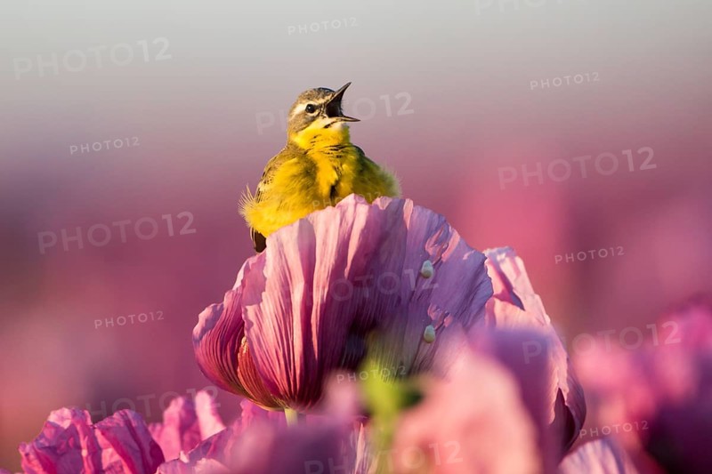 Singend bei aufgehender Sonne