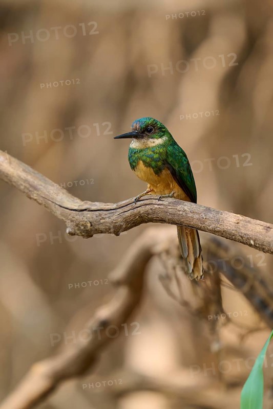 A small bird sitting on a branch in its natural habitat, Rufous-tailed jacamar (Galbula ruficauda), Pantanal, Mato Grosso, Brazil