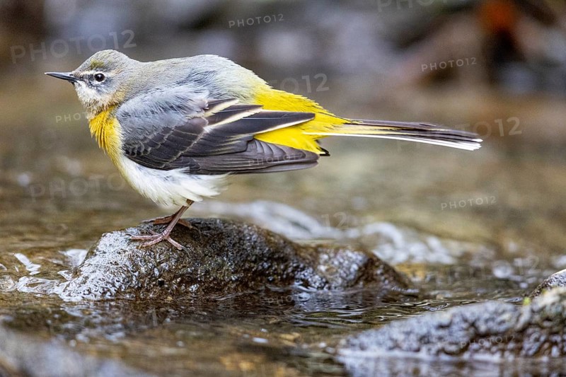 Grey wagtail (Motacilla cinerea) Germany