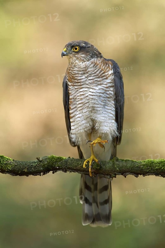 Eurasian Sparrowhawk (Accipiter nisus), Utrecht, Netherlands