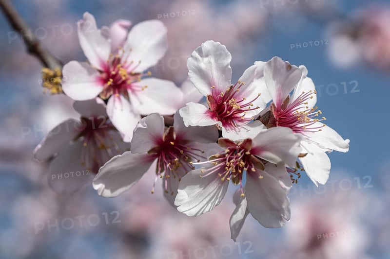 Almond blossom (Prunus dulcis), Rhineland-Palatinate, Germany