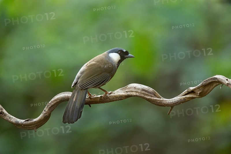 Black-throated Laughingthrush (Garrulax chinensis), Yunnan, China