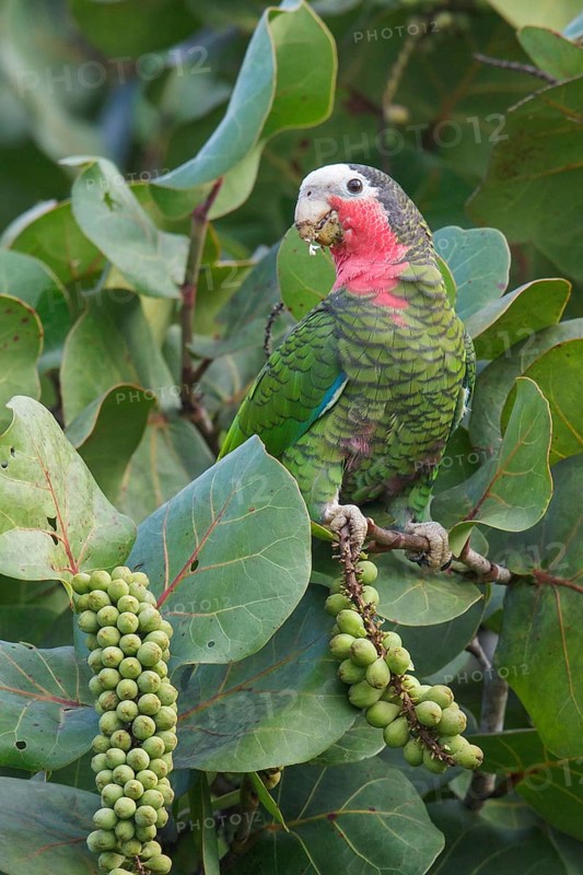 Cuban Parrot (Amazona leucocephala) perched on a branch in Cuba