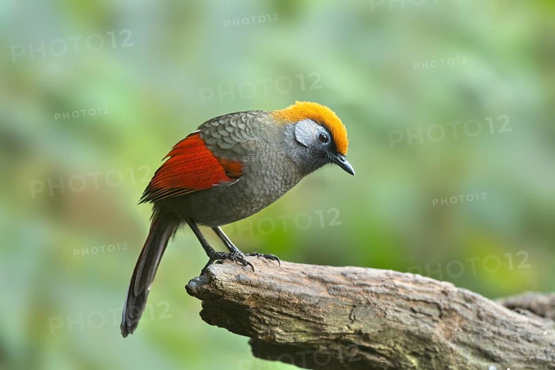 Red-tailed Laughingthrush (Trochalopteron milnei), Yunnan, China