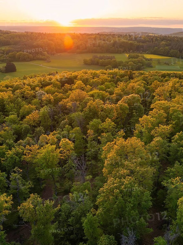 The sun sets over an extensive forest area with autumn-coloured trees, forest pasture project, compensatory measure for the Hermann Hessebahn, Gechingen, district of Calw, Germany
