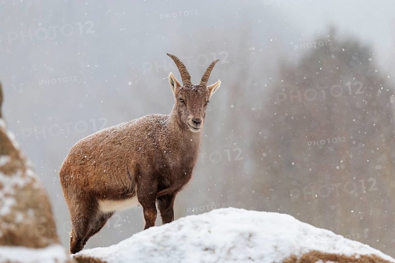 A female ibex (Capra ibex) stands on a rock in the snowstorm. A forest can be seen dimly in the background. Carinthia, Austria