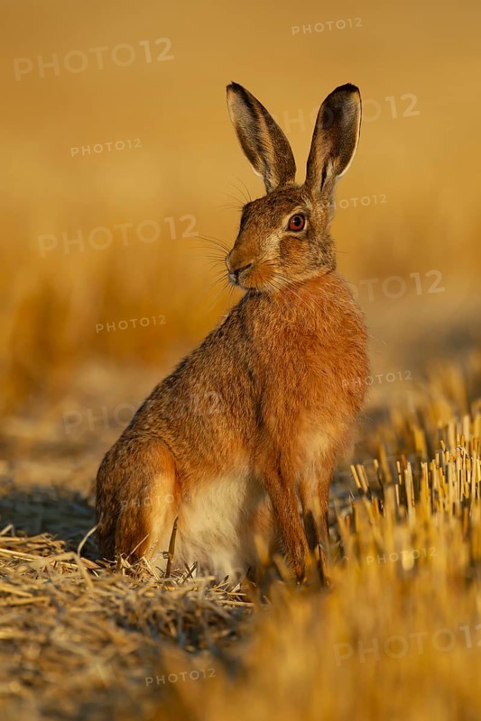 European brown hare (Lepus europaeus) adult animal in a farmland stubble field in the summer, England, United Kingdom