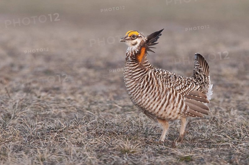Greater Prairie Chicken (Tympanuchus cupido) male mating, Wisconsin, USA
