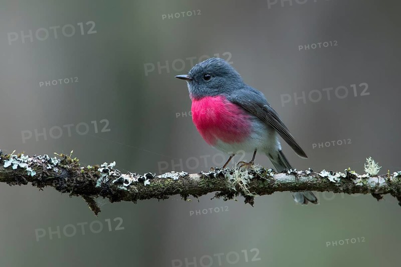 Rose Robin (Petroica rosea) male perched on a branch, Victoria, Australia