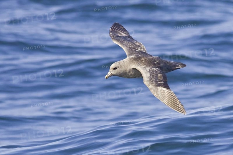 Northern Fulmar (Fulmarus glacialis), Washington, USA