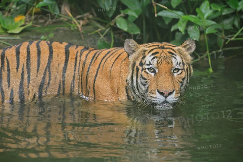Malaysia tiger (Panthera tigris jacksoni), adult, in water, alert, Malaysia, Southeast Asia