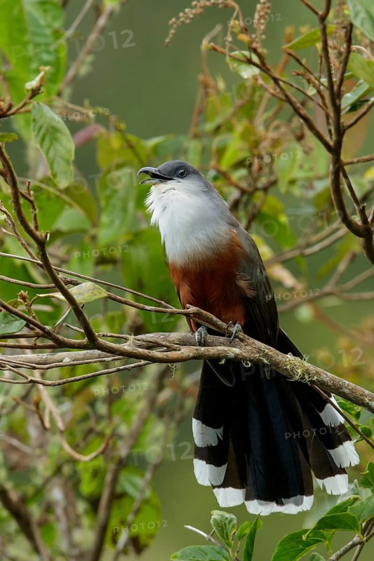 Chestnut-bellied Cuckoo (Coccyzus pluvialis) perched on a branch in Jamaica in the Caribbean