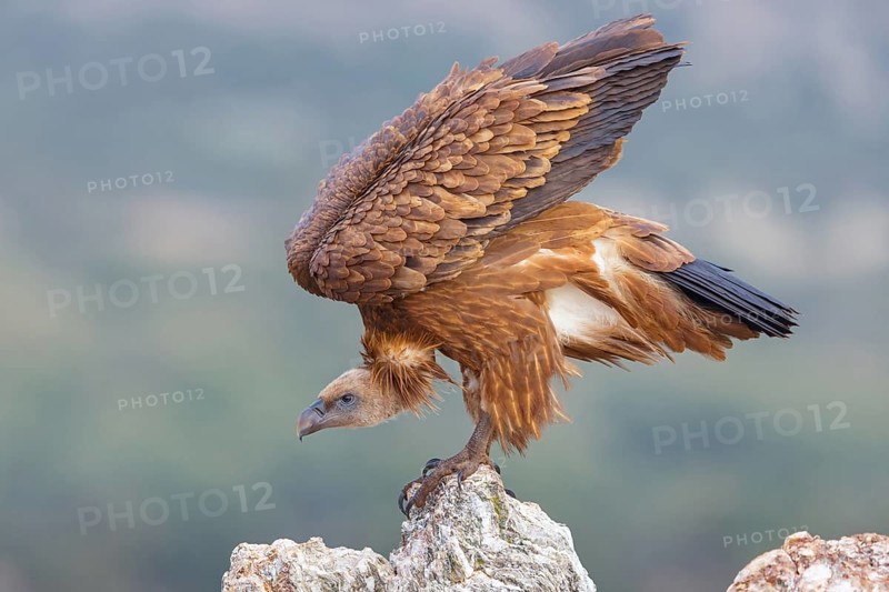 Griffon Vulture, Eurasian Griffon Vulture, Griffon Vulture, Eurasian Griffon, (Gyps fulvu), Vautour fauve, Buitre Leonado, Hides De Calera / Valley Hide, Calera Y Chozas, Castilla La Mancha / Toledo, Spain