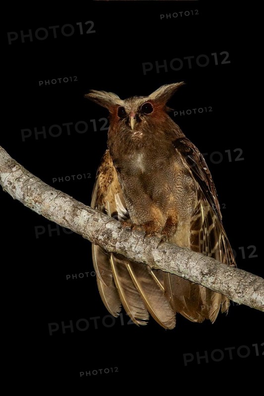 Crested Owl (Lophostrix cristata) perched on a branch in the Amazon of Brazil