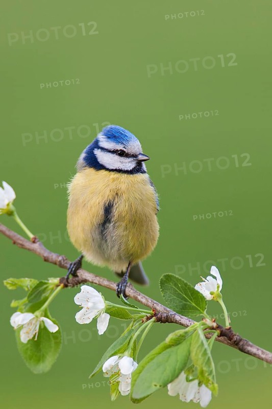 Eurasian Blue Tit (Cyanistes caeruleus), Berlin, Germany