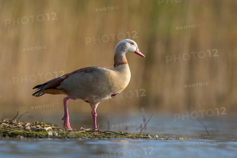 Egyptian Goose (Alopochen aegyptiaca), North Rhine-Westphalia, Germany