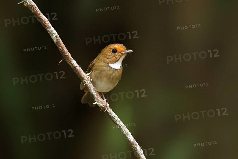 Rufous-browed Flycatcher (Anthipes solitaris), Pahang, Malaysia